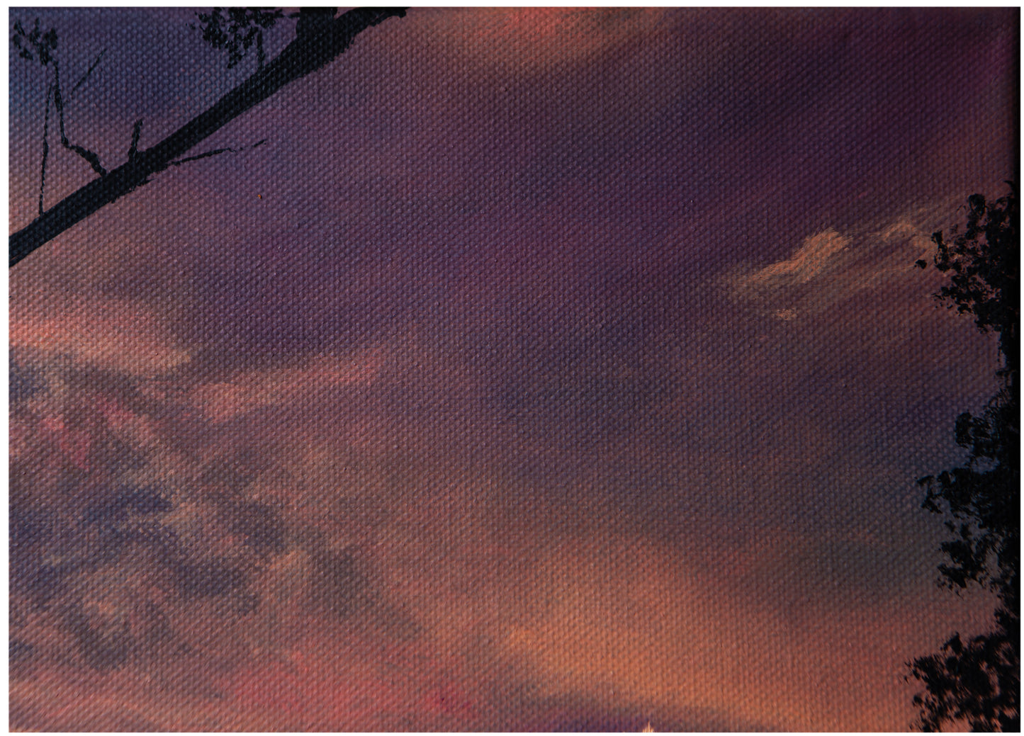 Under the paperbark